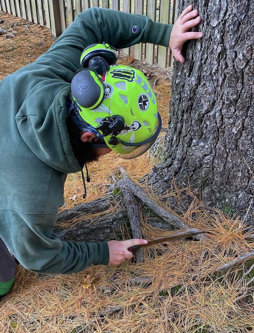 man measuring tree roots